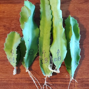 sansevieria cylindrica 'straight' Dracaena angolensis Sansevieria cylindrica – The Boho Being, LLC