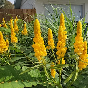 100 Cassia Senna Alata seeds - The Candlestick Plant - 100% organic seeds cultivated at maturity for best germination - free shipping!