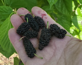 5 esquejes de morera Tice. Semileñosos. 25 cm de largo.