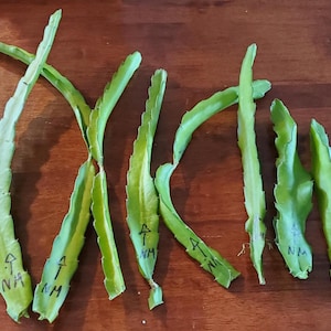 May include: Overhead shot of several green dragon fruit cuttings with a few black arrows and the letters "NA" and "NM" written on them. The cuttings are arranged on a dark brown wooden surface.