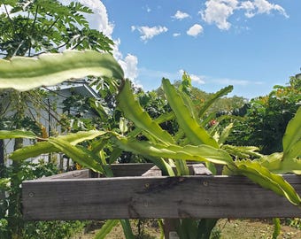 Organic Purple Haze Dragonfruit Cutting: Pink Skin, Magenta Flesh. 12" - 14" cuttings.