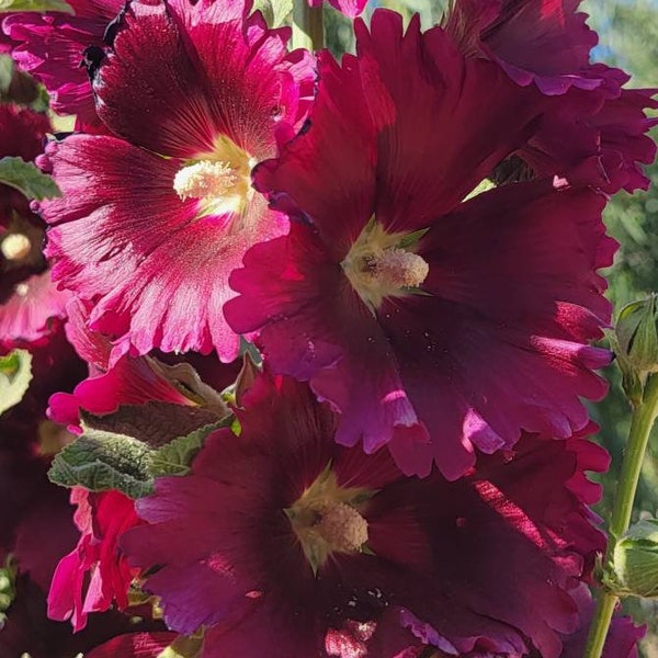 100 Hollyhock Flower Seeds a mixture of colors, look a pictures to see all colors