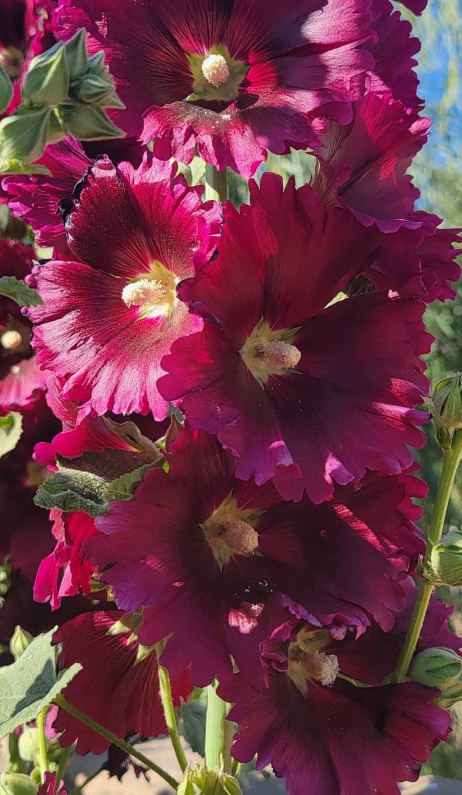 25 Blue Bacopa Hollyhock Seeds – Perennial Flower Garden Seeds (Fresh, US Seller) - View #5