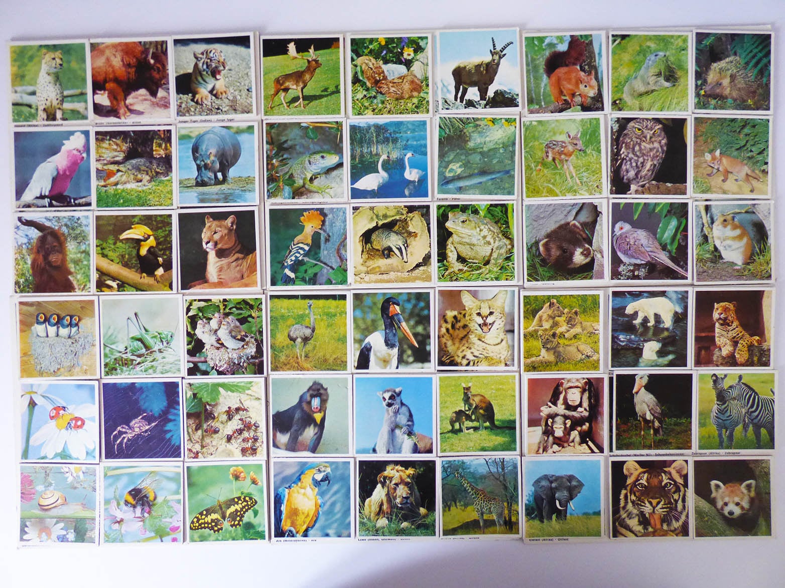 Animal Lotto Game Ravensburger Vintage