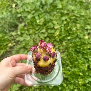 Aphrodite Candle for Aphrodite Altar, Decor, Venus Altar, Love Candel,  Pure Beeswax Candel, Gifr Idea, Gift for Her, Witchy Gifts For Her