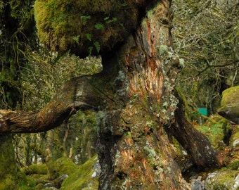 Great Oak Wistmans Wood,  Dartmoor photographic print 12 x 8