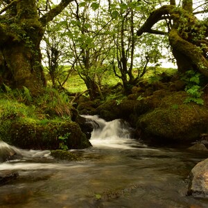 Bach in der Nähe von Creason Woods Dartmoor a4 drucken