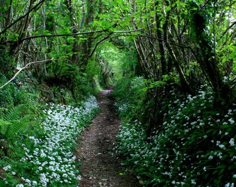Ancient track near Middlemoor with wild garlic  Dartmoor  Devon  A4 Photographic Print