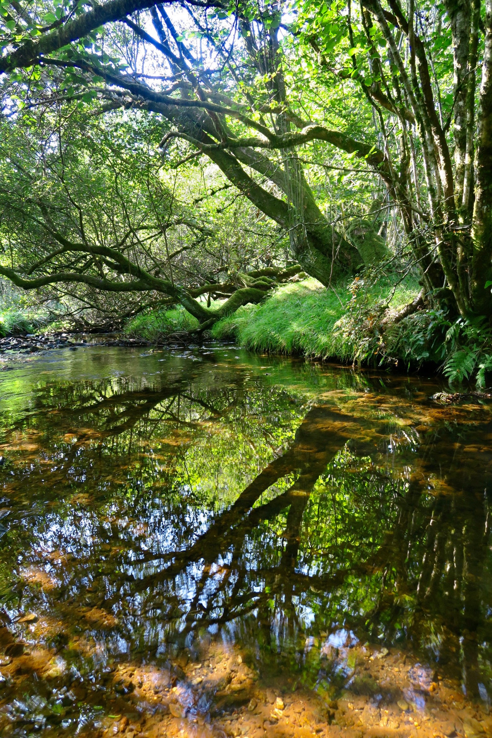 Stream Near Whitchurch Down September 2021, Dartmoor Devon Photographic ...