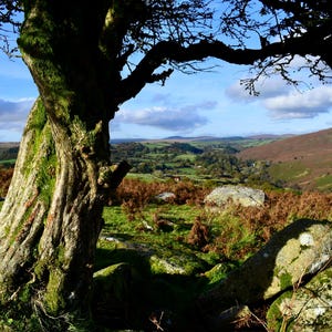 Carte de voeux d'aubépine près de Combestone Tor, Dartmoor, Devon.