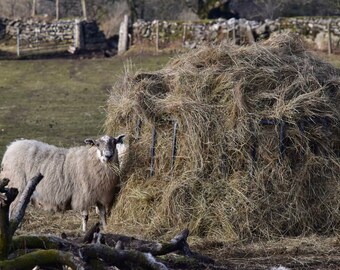 Sheep munching hay, near Ingra tor, western Dartmoor, 12 x 8 print.