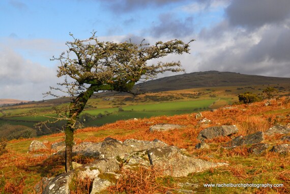 Windswept Hawthorn at Pew Tor , Dartmoor  A4 Photographic Print
