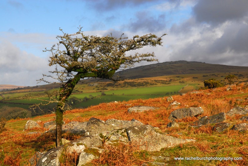 May include: A scenic landscape featuring a lone tree with mossy branches against a backdrop of rolling hills. The foreground is covered in reddish-brown vegetation and rocks, with patches of green fields and a cloudy blue sky.