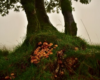 Fungi and beech at Fourwinds, Dartmoor   A4 Photographic Print