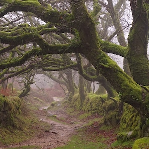 Oak path near Sheepstor, December 2021 Dartmoor, 12 x 8 print.