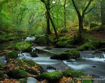 English Woodland in Autumn, Plym Valley Devon  A4 Photographic Print