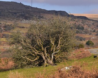 Aubépine près d'Ingra Dartmoor 12 x 8 impression