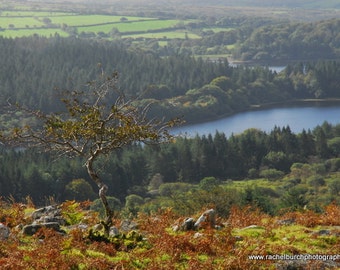 Hawthorn in Autumn, above Burrator reservoir Dartmoor A4 Photographic Print