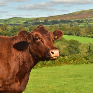 Ruby red cow, Dartmoor  a4 print