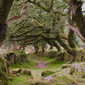 Caminho de carvalho perto de Sheepstor, Dartmoor, cartão de felicitações de Devon.