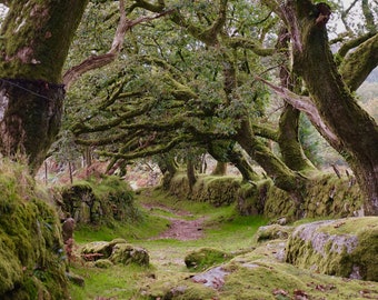 Oak path near Sheepstor , Dartmoor, Devon greetings card.
