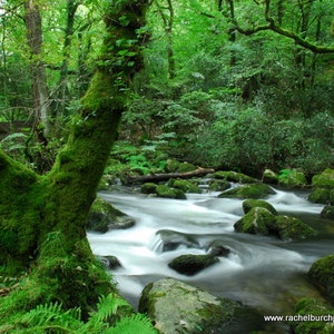 May include: A mossy tree trunk stands beside a rushing stream in a lush green forest. The water flows over smooth, moss-covered rocks, creating a tranquil scene.