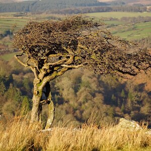 Hawthorn near Combestone tor, Dartmoor 12 x 8 print