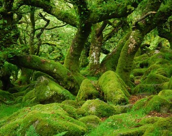 Green lady of the woods Wistmans Wood Dartmoor 12 x 16 inches print Photographic Print