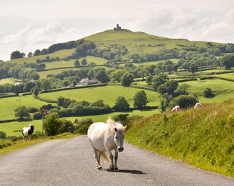 Pony en zicht op Brentor Dartmoor A4 Fotografische print