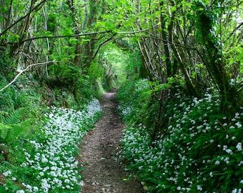 Wild garlic Holloway path Dartmoor Greetings Card.