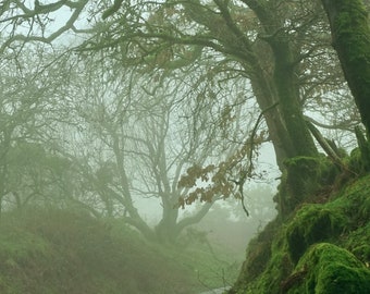 Lane in fog, Burrator, Dartmoor Devon 12 x8 photographic print.