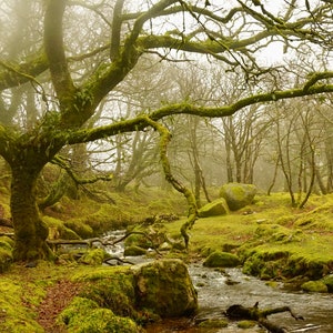 Stream in der Nähe von Burrator Reservoir in Nebel, 12 x 8 inch Fotodruck