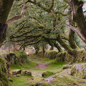 Könnte beinhalten: Ein moosiger Pfad schlängelt sich durch einen Hain von Bäumen, deren Äste über den Pfad hängen. Die Bäume sind mit Moos bedeckt und der Pfad ist von Steinmauern gesäumt.
