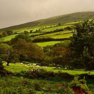 8-Zoll-Quadrat-Druck Peter Tavy MoorLand Dartmoor