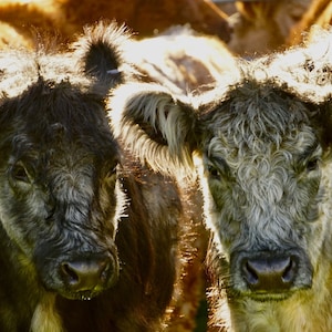 Cattle in Autumn light, Dartmoor,  12 by 8 inch print