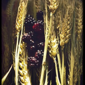 First Harvest still life 12 by 8 print