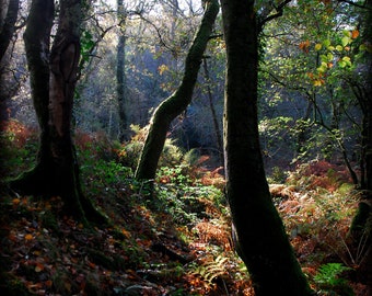 Autumn Light Grenofen Woods  Dartmoor  Devon  A4 Photographic Print