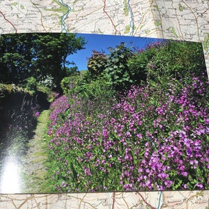 Wildblumenwanderweg in der Nähe von Peter Tavy Fußweg, Dartmoor Greetings Card.