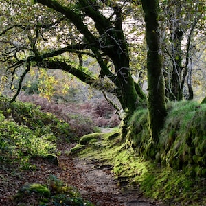 Chênes près du réservoir Burrator, carte de voeux dans le Dartmoor.
