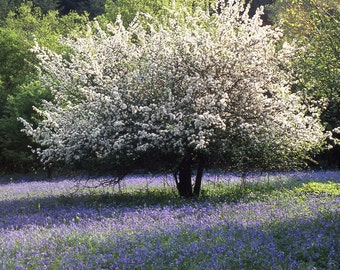 Apple tree and bluebells, Devon. A4 photographic print