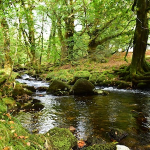 Burrator Wald und Strom, Dartmoor Devon, 12 von 8 Zoll Fotodruck
