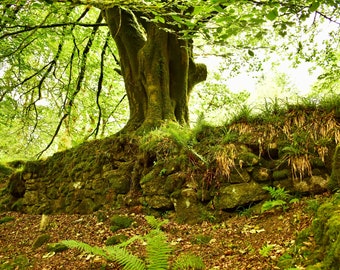 Beech at Burrator reservoir, Dartmoor Devon. A4 photographic print