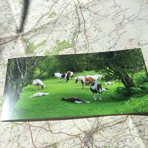 Pôneis perto de Whitchurch, cartão de felicitações de Dartmoor tamanho DL.