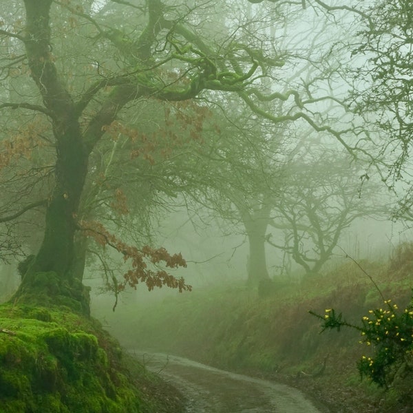 Lane in fog, Burrator, Dartmoor Devon 12 x8 photographic print.