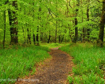 Spring Green, May time woods near Meavy  Dartmoor,  A4 Photographic Print