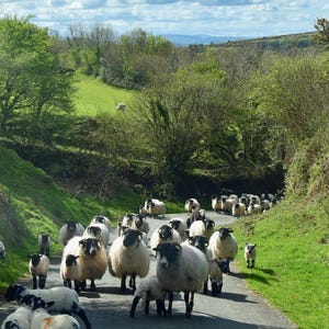 Schapen worden verplaatst in de buurt van fotografiewenskaart Sheepstor Dartmoor