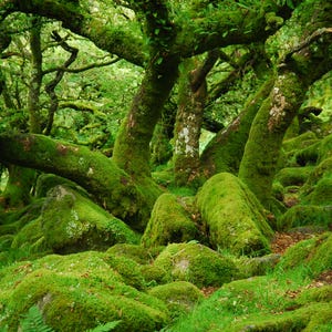 Può includere: Una lussureggiante scena forestale dominata da muschio e fogliame verde vibrante. L'immagine mostra rocce e tronchi d'albero ricoperti di muschio, creando un ambiente denso e verde. La scena evoca un senso di tranquillità e bellezza naturale.