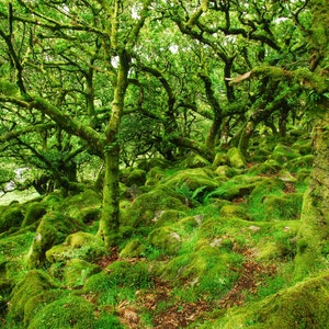 Wistmans Holz, Dartmoor A4 Fotodruck