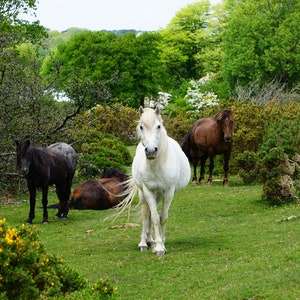 Ponys in der Nähe von Peter Tavy Dartmoor, 12 x 8 fotografische Nprint