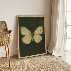 Vintage Butterfly Scientific Illustration - Digital Entomology Wall Art - Neutral Insect Print for Natural History or Cottagecore Decor